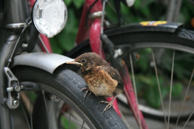 Junge Drossel mit wehrhaften Eltern
