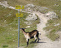 Höhenweg zwischen Ost- und Südtirol