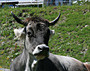 Österreich: Kuh aus dem Montafon