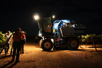 Nächtliche Weinlese auf der Quinta da Esperança