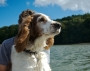 Urlaub mit Hund - Foto am See