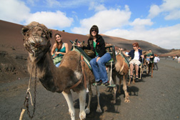 Lanzarote - Kameltour